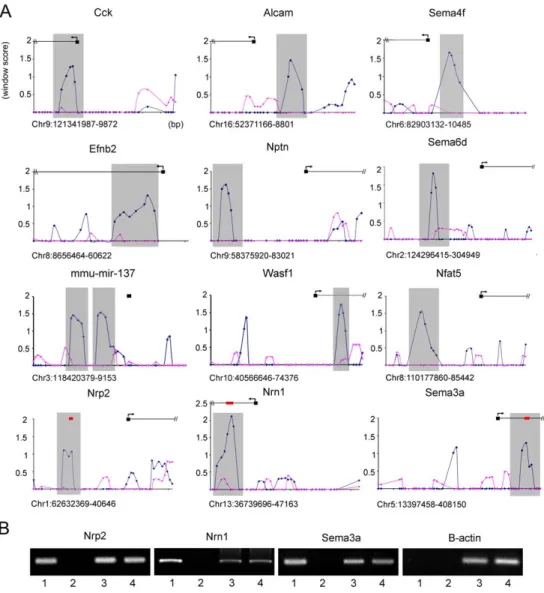 Figure 1. In vivo Foxp2 promoter occupancy in embryonic mouse brain. (A) Foxp2-ChIP window enrichment scores of probes across promoters of a subset of putative targets from the neurite outgrowth and axon guidance pathways