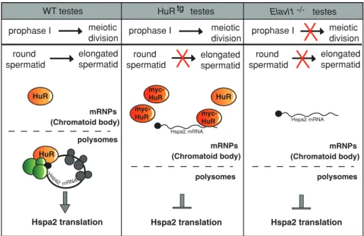 FIGURE 8:  A model for the role of HuR in the translational control of its Hspa 2 target mRNA in  WT or HuR-overexpressing or -deficient germ cells