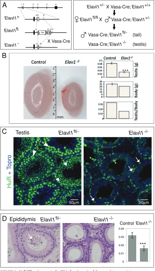 FIGURE 1:  HuR KO males are sterile. (A) Left, schematic of the complete exon–intron 