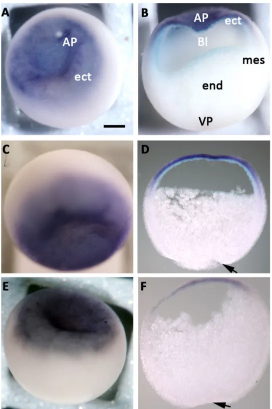 Figure 2.  trpc1 is expressed in the ectoderm of blastula and gastrula stage embryos. Spatial expression of trpc1  mRNA in blastula and gastrula stage embryos