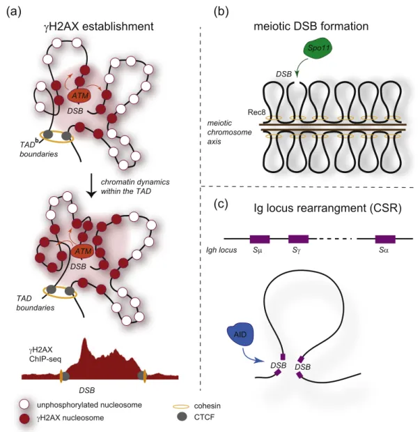 Fig. 1. Contribution of the initial chromatin conformation into γH2AX establishment and programmed DSB induction and repair