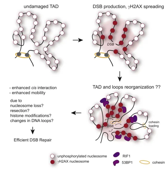 Fig. 2. DSB-induced modification(s) of the chromosome conformation in cis to the break