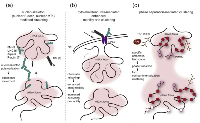 Fig. 3. Changes in chromosome conformation upon damage in trans such as during DSB clustering