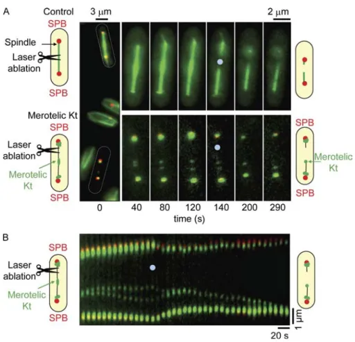 Figure  2.  Kt  stretching  is  imposed  by   MT-dependent forces. (A) A mixed population of  atb2-gfp  cdc11-cfp  (control)  and  rad21-K1  ndc80gfp cdc11-cfp cells (merotelic Kt) was  treated simultaneously by laser ablation