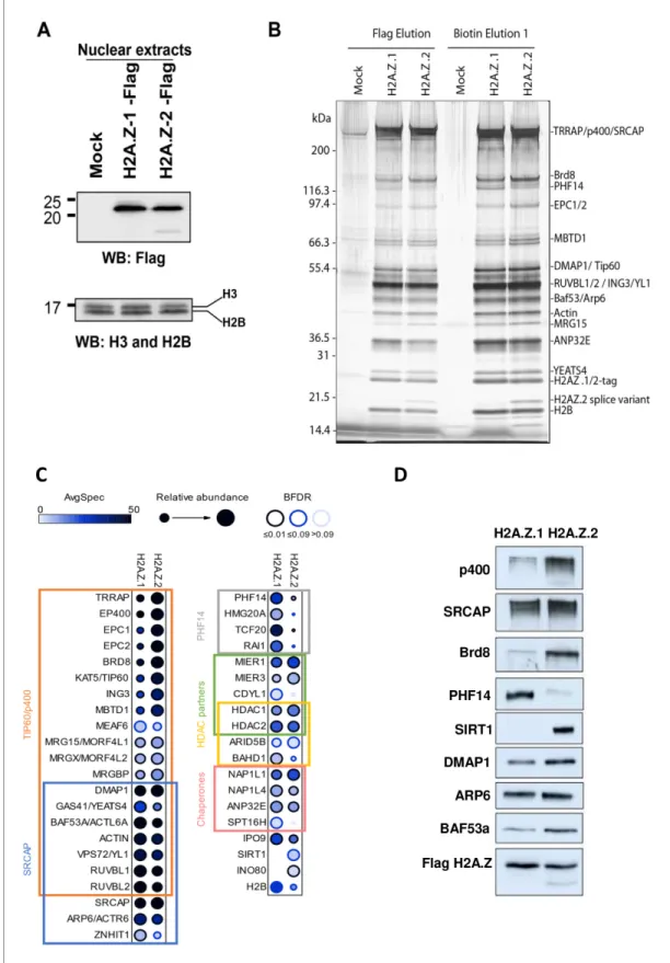 Figure 5. Identification of differential H2AZ.1 and H2AZ.2 interactors. (A) Comparison of expression levels of tagged endogenous H2A.Z.1 (heterozygous) and H2A.Z.2 (homozygous) clones used in tandem affinity purification from nuclear extracts (see Figure 5