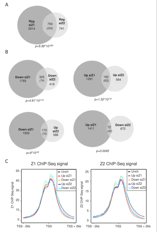 Figure 2. H2A.Z.1 and H2A.Z.2 regulate both distinct and overlapping sets of genes. RNA-Seq data was analysed for differential gene expression in samples transfected with either H2A.Z.1 siRNA or H2A.Z.2 siRNA versus the control siRNA sample