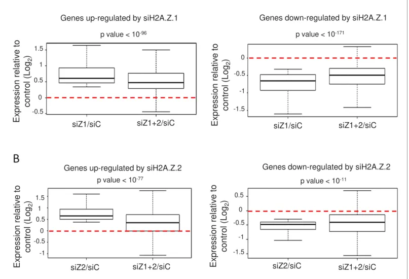 Figure 3. H2A.Z isoforms exert an antagonistic regulation on gene expression. (A) For each gene up-regulated (left) or down-regulated (right) upon H2A.Z.1 depletion, we calculated the ratio between its expression in either H2A.Z.1 depleted cells (siZ1/siC)