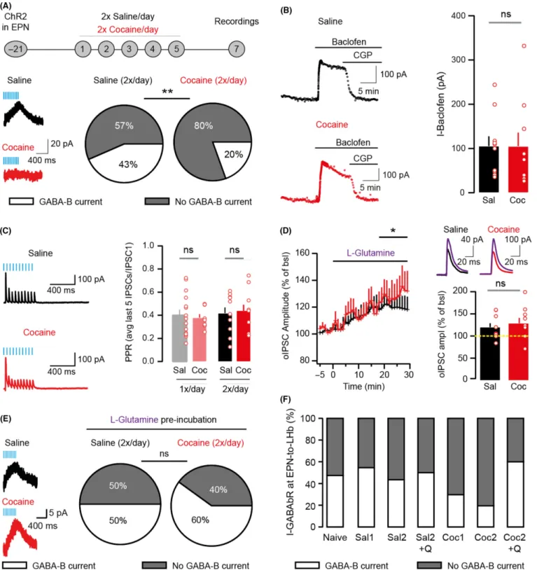 Fig. 3. Mechanisms underlying reduced GABA B R signaling at EPN-to-LHb synapses during cocaine withdrawal