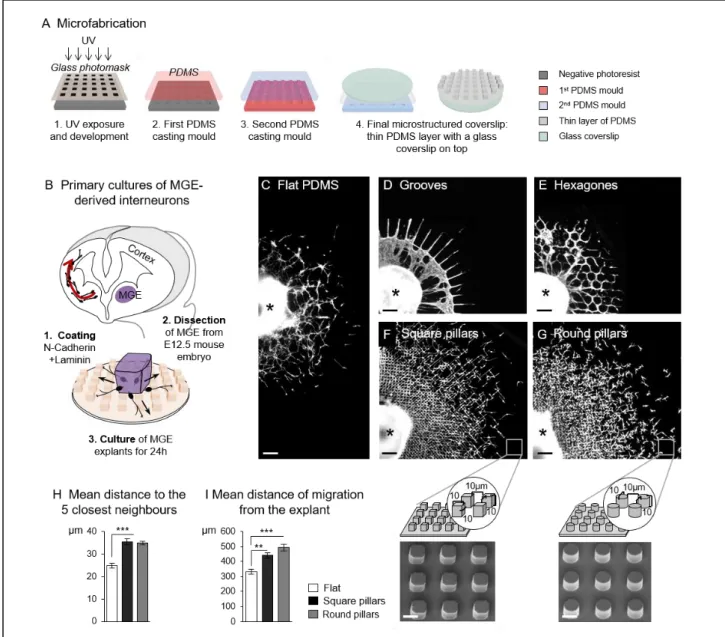 Figure 1: In vitro migration of interneurons on microstructured substrates 