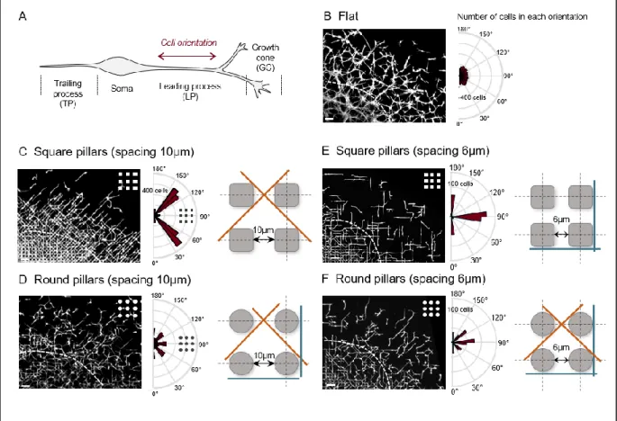 Figure 2: Microtopography influences interneuron orientation  