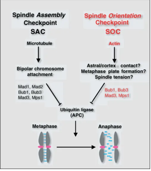 Figure 5. Mechanisms of activation of the SOC vs. the SAC. Microtubule depolymerizing drugs disrupt the bipolar attachment of kinetochores to the spindle and activate the SAC via the Mad1, Mad2, Mad3, Bub1, Bub3 and Mps1 proteins.