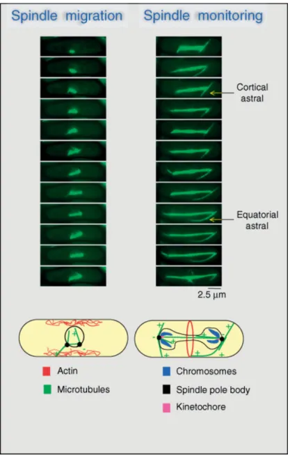 Figure 2. Astral microtubules are required for pre-anaphase spindle migration and post-anaphase spindle orientation monitoring