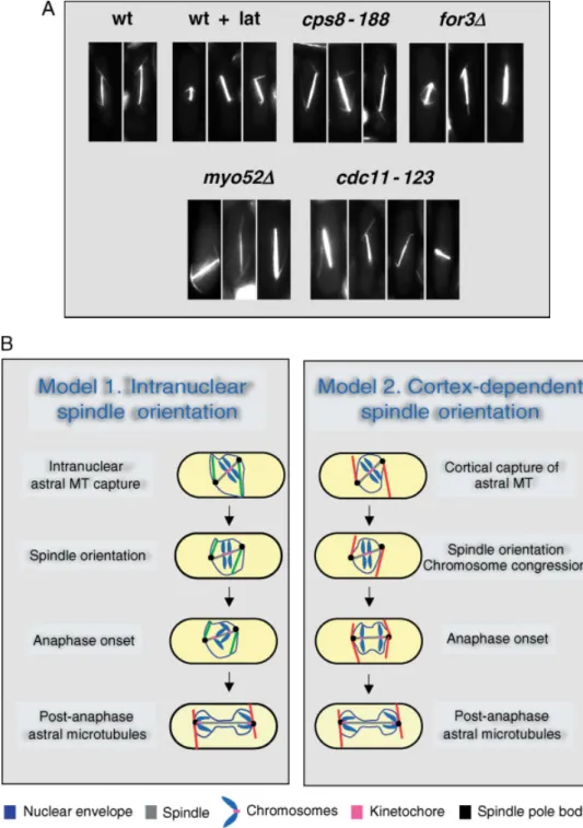 Figure 3. The different categories of non-spindle microtubules and their roles in spindle orientation