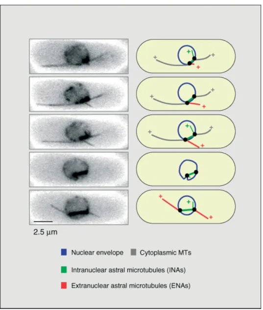 Figure 4. Pre-anaphase INAs and ENAs in fission yeast. Live cell analysis of nup107-gfp atb2-gfp cells was performed as described in Figure 2
