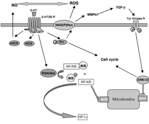 Figure  3.  5-HT 2B R-induced  transduction  pathways  relevant  to  pulmonary  hypertension