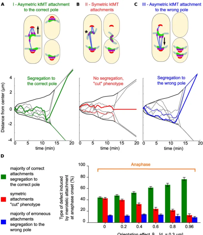 Figure 5.  Unbalanced forces generated by an asymmetric attachment of microtubules promote segregation of merotely toward the correct pole in ana- ana-phase