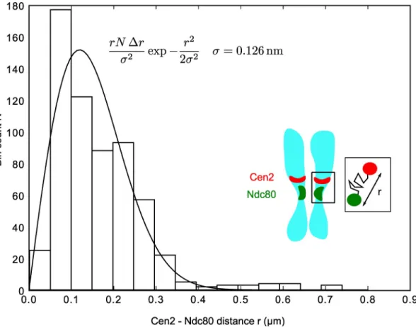 Figure S1.  Distribution of distances between the Ndc80-cfp signals and the Cen2-GFP signals at the kinetochore