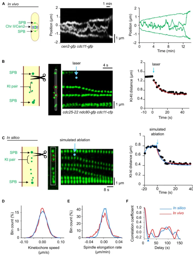 Figure 2.  Measurement of biological parameters to model chromosome segregation. (A, left) Kymograph of a cen2-gfp (centromere [Cen] chromosome  [Chr] II) and cdc11-gfp (SPB) cell showing the in vivo oscillation of chromosome II between the SPBs (Video 2)