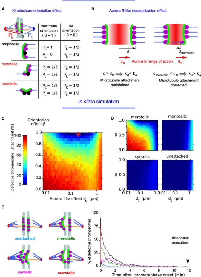 Figure 3.  Relative contributions of kinetochore orientation effect and Aurora B–like activity to error correction