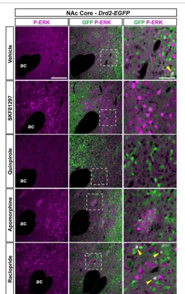 FIGURE 9 | Regulation of ERK phosphorylation in the NAc core. Double immunofluorescence for P-ERK (magenta) and GFP (green) in the NAc Core of Drd2-EGFP mice treated with vehicle, SKF81297 (5 mg/kg), quinpirole (1 mg/kg), apomorphine (3 mg/kg), and raclopr