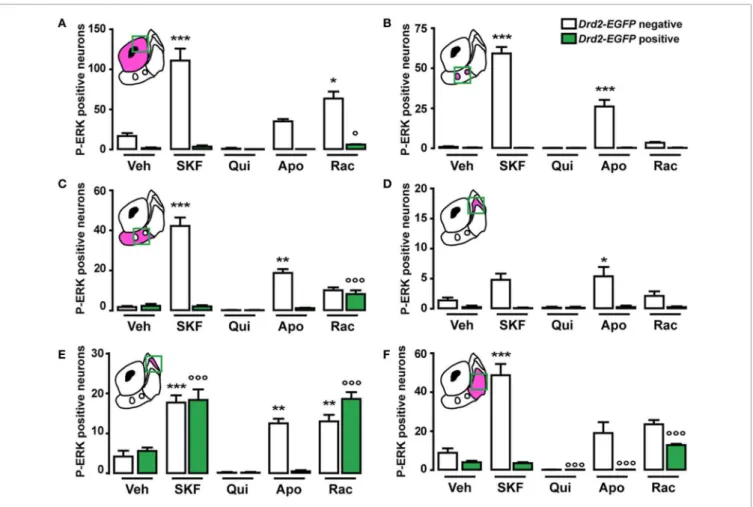 FIGURE 10 | Topographical and cell-type specific regulation of P-ERK by SKF81297, quinpirole, apomorphine, and raclopride in the NAc.