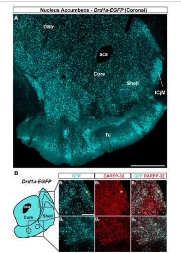 FIGURE 1 | Topographical distribution of GFP immunofluorescence in the NAc of Drd1a-EGFP mice