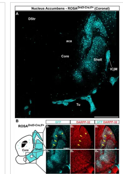 FIGURE 3 | Topographic distribution of GFP immunofluorescence in the NAc of Adora2a-Cre mice crossed with the Rosa26:loxP reporter line