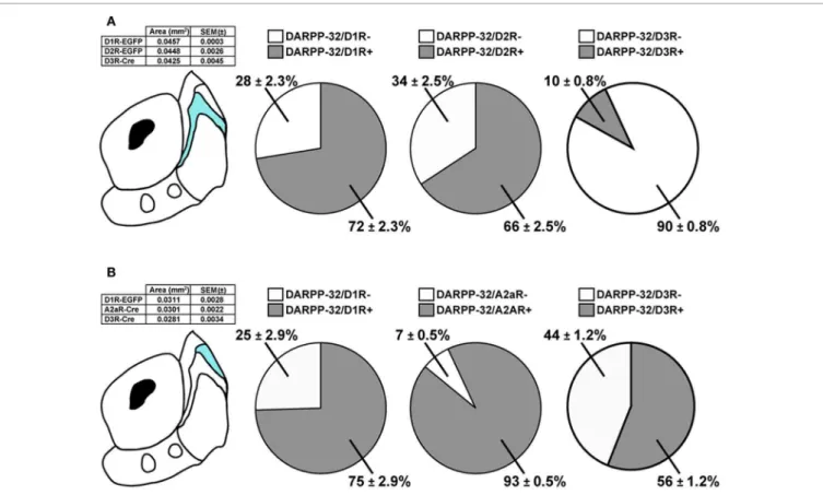 FIGURE 5 | Expression of D1R-, D2R-, A2aR-, and D3R-containing MSNs in subterritories of the caudomedial NAc shell