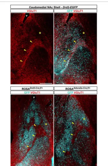 FIGURE 6 | Distribution pattern of vesicular transporter 1 (VGluT1) in the caudomedial NAc shell