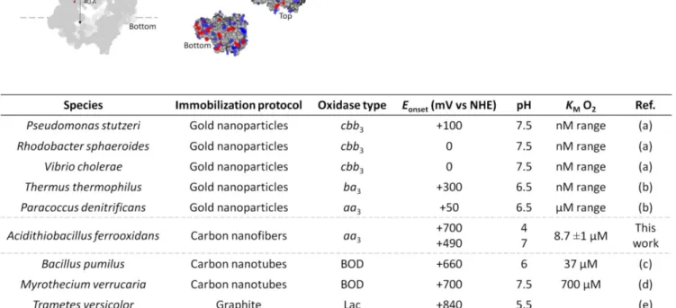 Figure  3.  Homology  model  of  A.  ferrooxidans  CcO.  (A)  Schematic  representation  of  the  distances  in  between  redox  centers  and  between  redox  centers  and  the  surface  of the protein (blue sphere Cu A , heme a in red, heme a 3  –  Cu B  