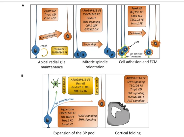 FIGURE 3 | Mechanisms and genes associated with bRG generation/amplification. (A) List of genes demonstrated to be associated with cellular mechanisms (aRG maintenance or depletion, mitotic spindle orientation, and cell adhesion) leading to bRG generation