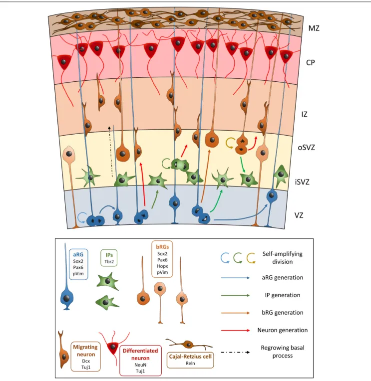 FIGURE 1 | Schematic view of the development of the embryonic neocortex. VZ, ventricular zone; iSVZ, inner subventricular zone; oSVZ, outer subventricular zone;