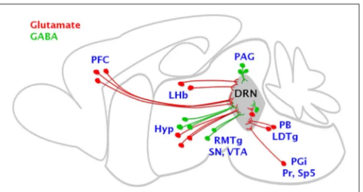 FIGURE 1 | Brain regions sending glutamate and GABA axon projections to the DRN. The cartoon summarizes the main sources of glutamate excitatory and GABAergic inhibitory inputs to the DRN.