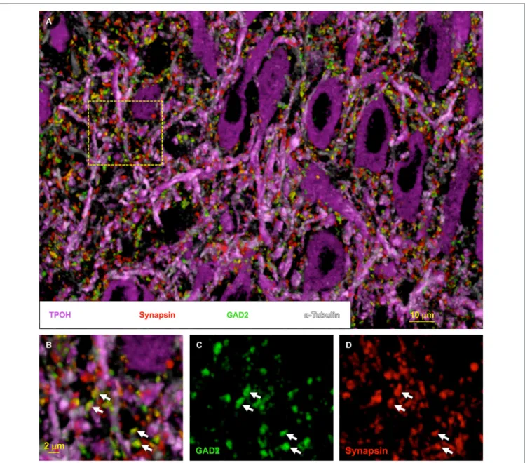 FIGURE 2 | High-resolution synaptic anatomy within the DRN using array tomography. Volumetric image of the DRN rendered from multiple rounds of immunolabeling on 16 ultrathin (70 nm) serial-sections