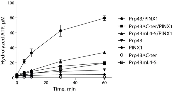 Figure 5 0 20 40 60020406080100 Prp43/PINX1 Prp43∆C-ter/PINX1Prp43mL4-5/PINX1Prp43PINX1Prp43mL4-5Prp43∆C-ter Time, minHydrolyzed ATP, µMFigure 5