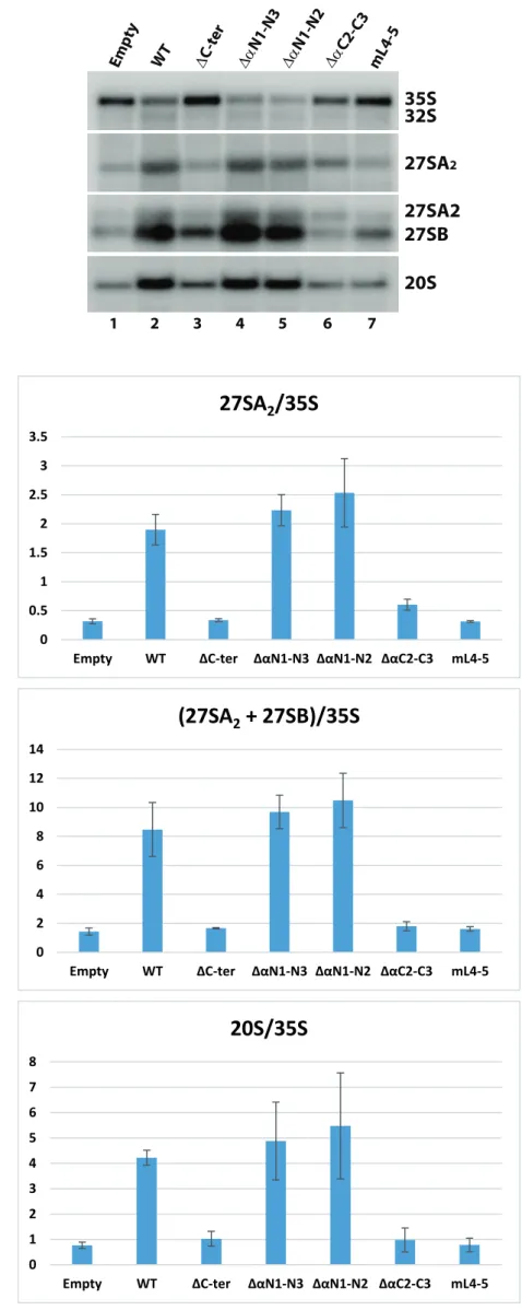 Figure S5 B 20S 27SA227SB35S32SmL4-5∆αC2-C3∆αN1-N2∆αN1-N3∆C-terWTEmpty27SA21234567A 00.511.522.533.5 Empty WT ΔC-ter ΔαN1-N3 ΔαN1-N2 ΔαC2-C3 mL4-527SA2/35S 02468101214 Empty WT ΔC-ter ΔαN1-N3 ΔαN1-N2 ΔαC2-C3 mL4-5(27SA2+ 27SB)/35S 012345678 Empty WT ΔC-ter