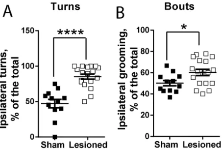 Fig 2. Effects of unilateral 6-OHDA lesion on grooming behaviour. Analysis was done in mice 3 weeks after a unilateral injection of vehicle (sham, n = 12) or 6-OHDA (lesioned, n = 18) in the MFB
