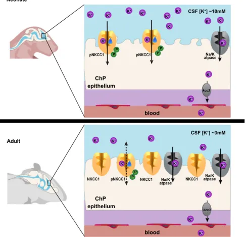 Fig. 7 Working model of ChP NKCC1 mediating K + -driven CSF out ﬂ ow. The schematics depict ChP NKCC1-mediated K + and water clearance from CSF in neonatal mice, in comparison to the adult scenario