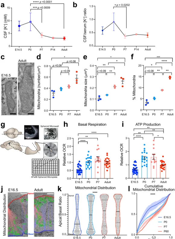 Fig. 1 Postnatal CSF [K + ] decrease coincides with increased choroid plexus metabolism