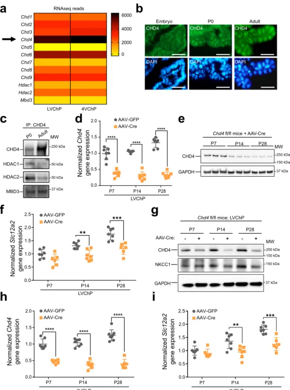 Fig. 3 NKCC1 temporal expression requires the CHD4/NuRD complex. a RNA-seq data showing expression of CHD and other NuRD units by the ChP.