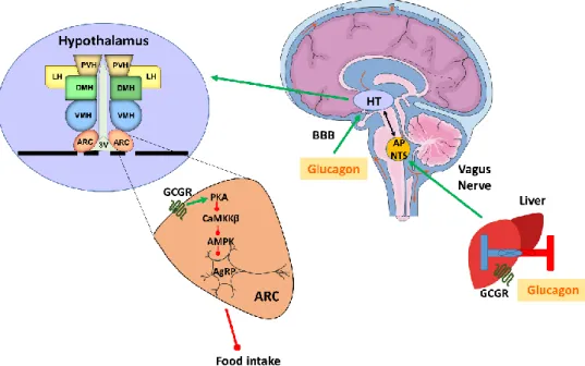 Figure  1.  Glucagon  control  on  food  intake.  Diagram  of  the  neuronal  pathway  that  regulates  the  anorexigenic action of glucagon