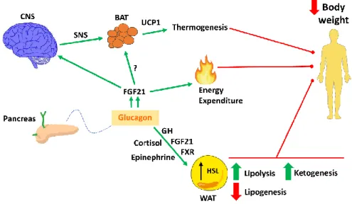 Figure 2. Glucagon on energy balance regulation. Schematic overview of the effects of glucagon on  energy  balance  that  finally  leads  to  loss  of  body  weight