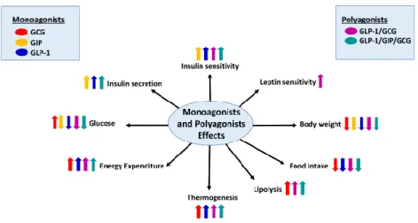 Figure 3.  Unimolecular  polypharmacy  targeting  the  glucagon  receptor:  Schematic  overview  of  the  effects of polyagonists of glucagon receptor on energy balance regulation