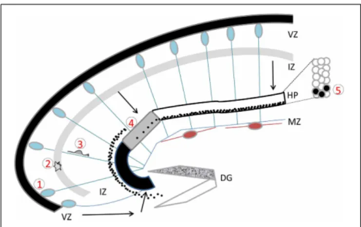 FIGURE 1 | The developing hippocampus. Radial glial cells are represented with their somata in the ventricular zone (VZ) and long basal processes extending up to the marginal zone (MZ)