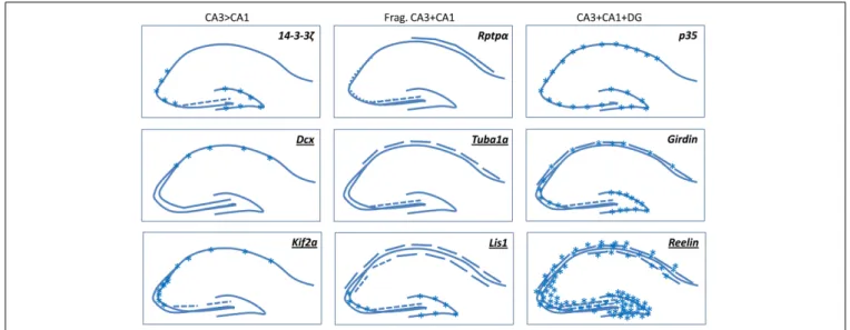 FIGURE 2 | A selection of mouse mutants showing somal lamination defects in the hippocampus