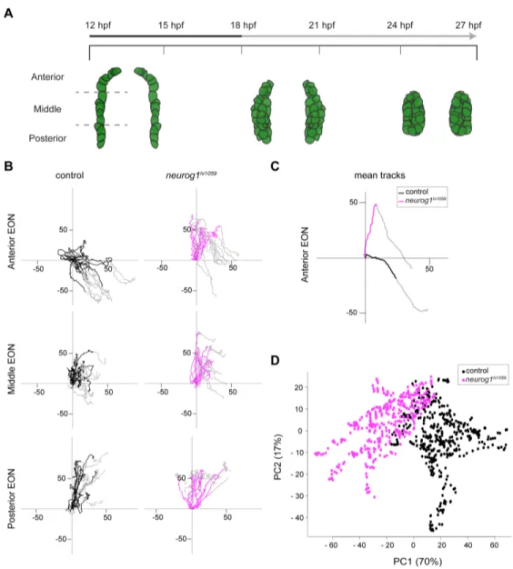 Figure 1. Oriented cell movements are affected in neurog1 hi1059  mutant embryos during  olfactory placode formation