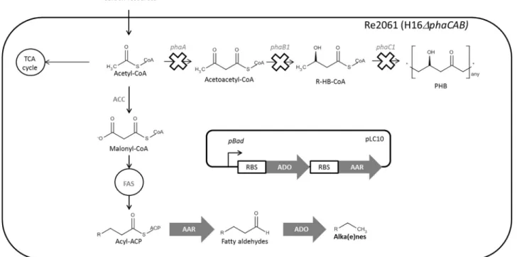 Fig. 1. Metabolic engineering pathway of C. necator strain Re2061-pLC10 for alka(e)nes production