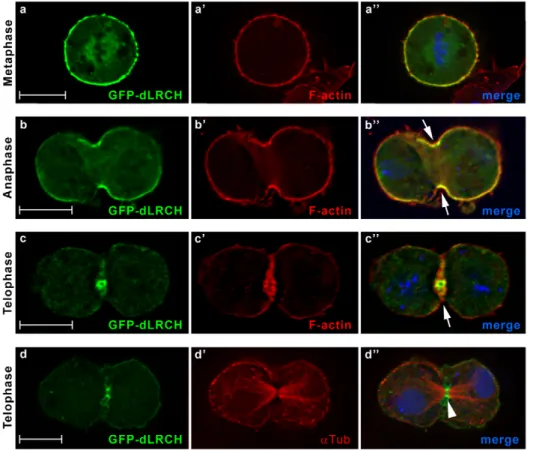 Figure 2. dLRCH accumulates at the mitotic cortex and cleavage furrow. Sub-cellular distribution of a GFP-dLRCH fusion protein throughout the successive stages of cell division, as assayed in cultured Drosophila S2 cells
