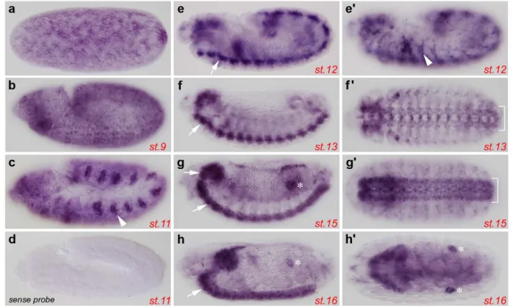 Figure 5. Expression pattern of dLRCH during Drosophila embryogenesis. Embryonic expression of dLRCH is ubiquitous and reinforced in specific tissues, as shown by whole mount in situ hybridization to dLRCH mRNA