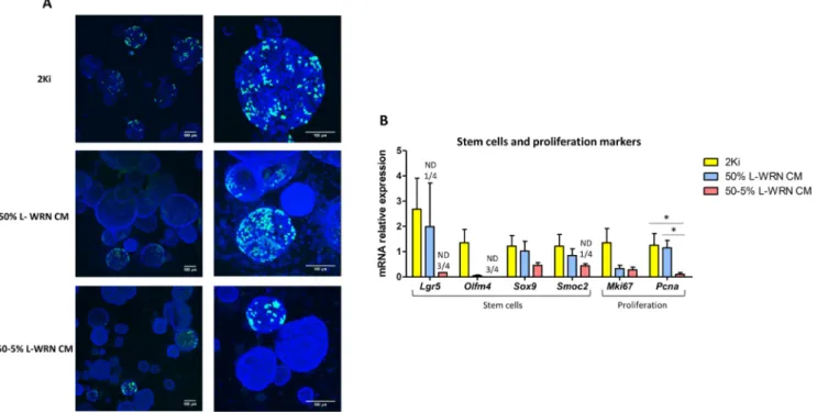 Fig. 5. Comparison of differentiation markers in organoids cultured with 2Ki medium or L-WRN CM